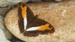 Adelpha cocala cocala