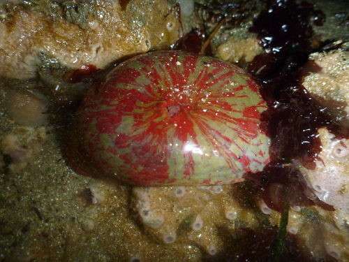 Painted Anemone, photo 6 of 7