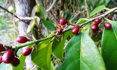 Lacistema aggregatum