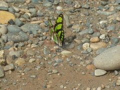 Philaethria dido
