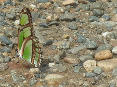 Philaethria dido