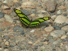 Philaethria dido