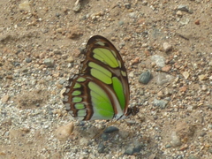 Philaethria dido