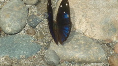 Dynamine gisella