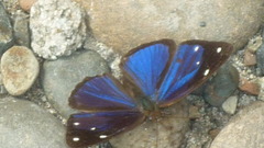 Dynamine gisella