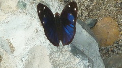 Dynamine gisella