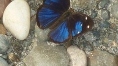 Dynamine gisella