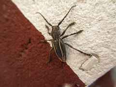 Neodorcadion bilineatum
