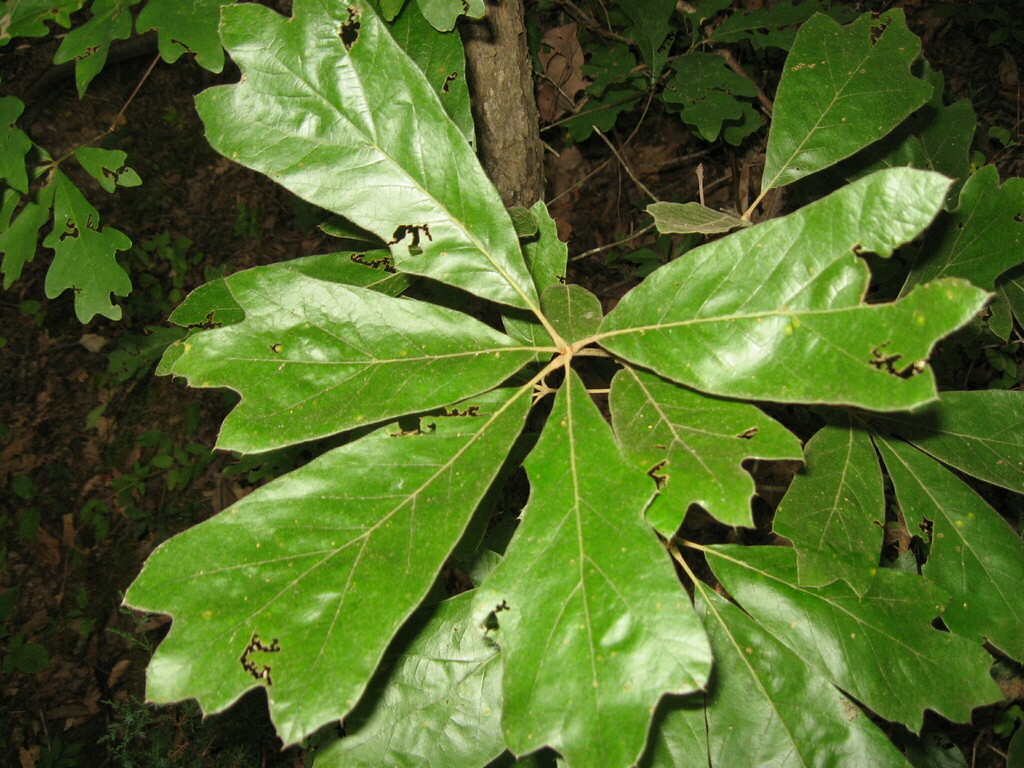 Blackjack Oak (Trees of Appalachia) · iNaturalist