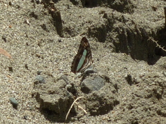Adelpha iphiclus