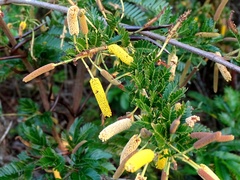 Vachellia gentlei