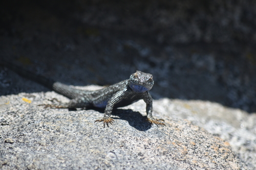 iNaturalist observation photo of Western Fence Lizard