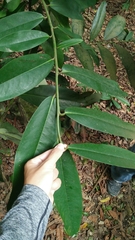 Diospyros blancoi