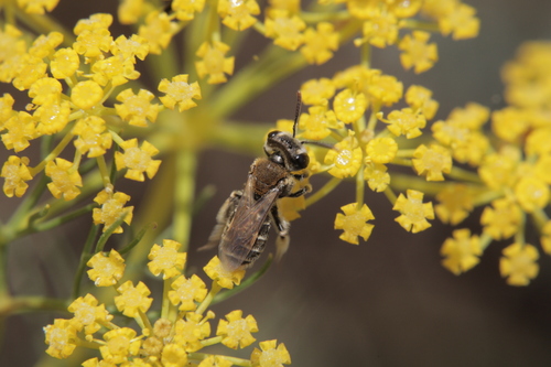 Andrena aeneiventris