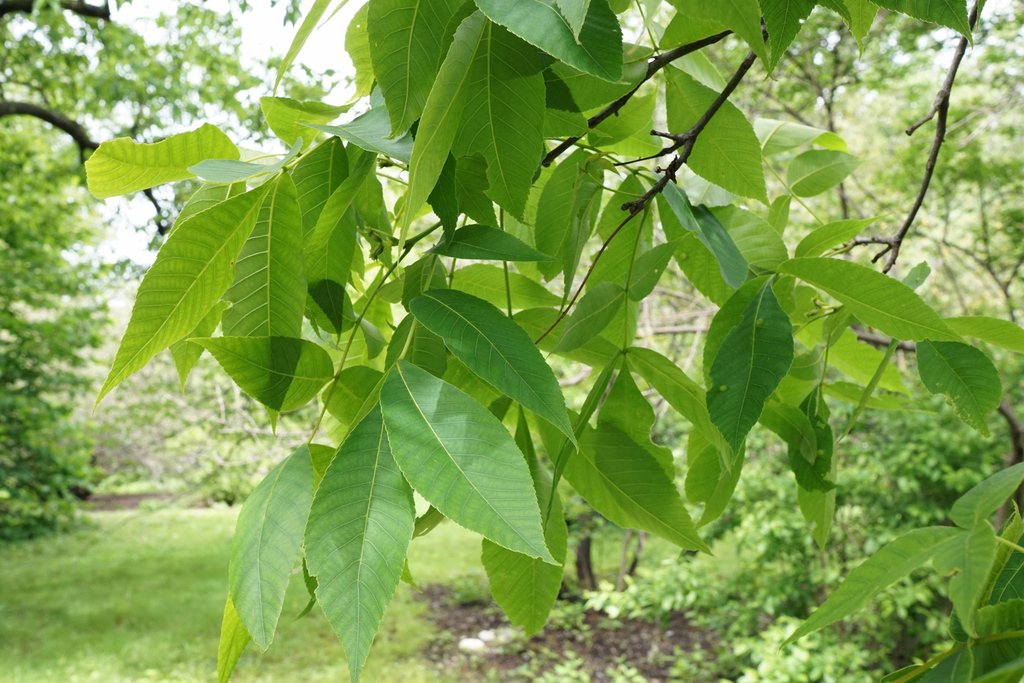 Pignut Hickory (Trees of Appalachia) · iNaturalist