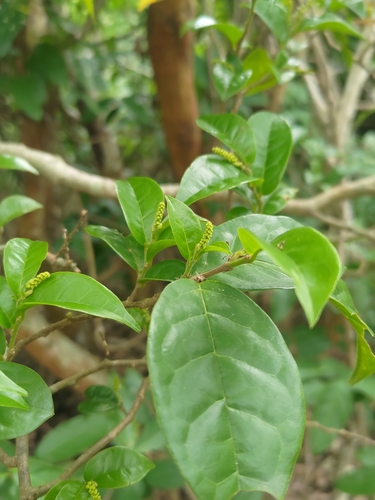Antidesma montanum