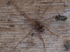 Leiobunum ventricosum