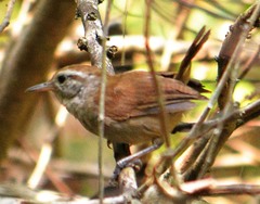 Uropsila leucogastra