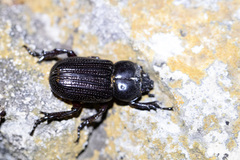 Phileurus