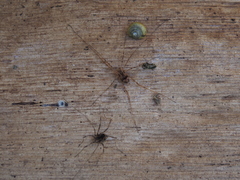 Leiobunum ventricosum