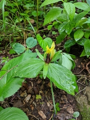 Trillium viridescens