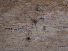 Leiobunum ventricosum