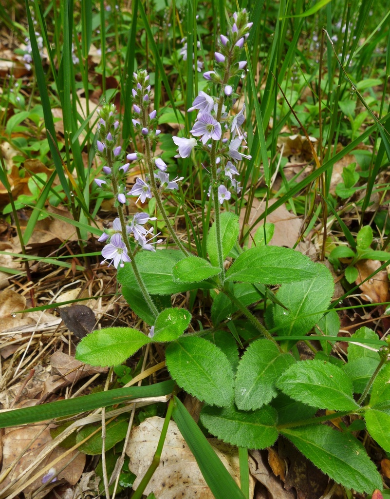 Veronica officinalis — a medium houseplant, prefers full sun light