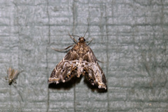 Usingeriessa onyxalis