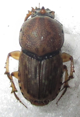 Euoniticellus intermedius