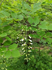 Cladrastis kentukea