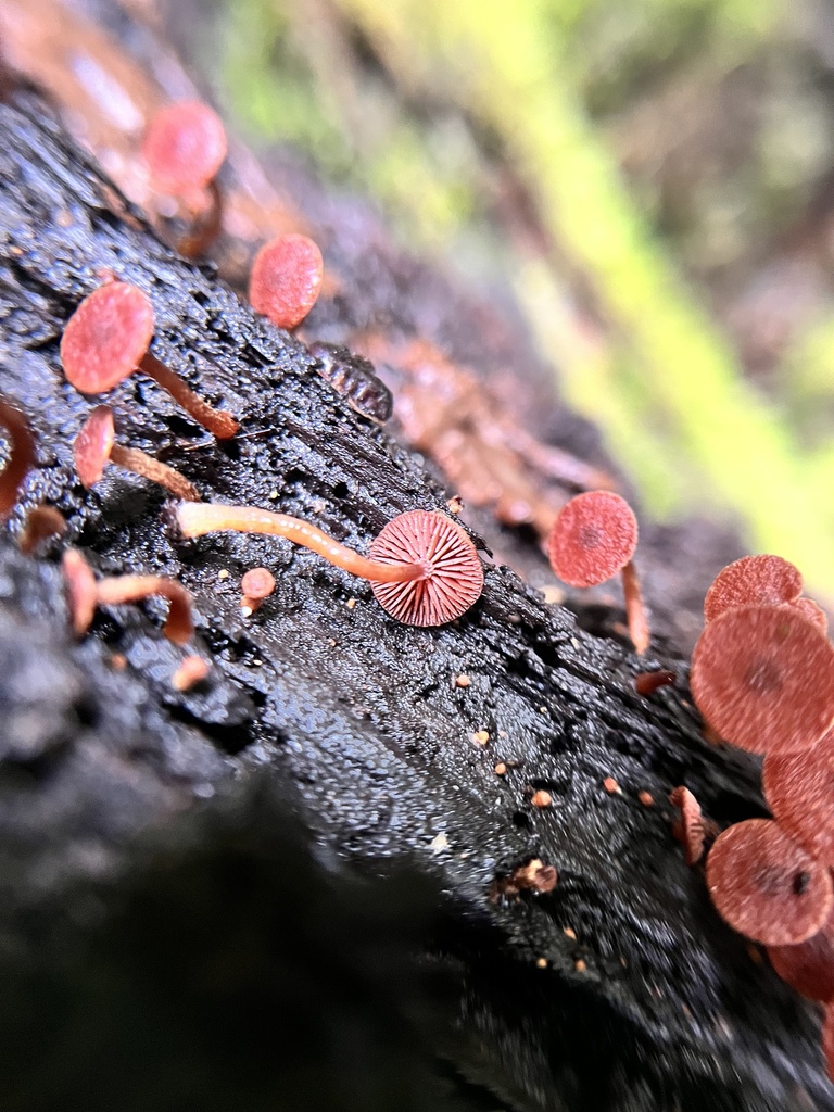 ruby bonnet from South Island / Te Waipounamu, Rai Valley, Marlborough ...