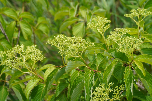 Cornus macrophylla, photograph 2