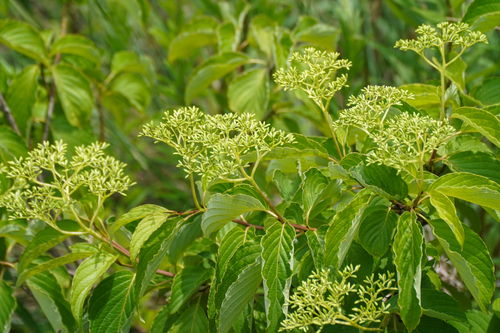 Cornus macrophylla, photograph 3