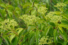Cornus macrophylla, photograph WATANABE Hitoshi 渡辺仁, CC BY, iNaturalist via GBIF