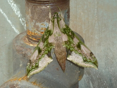 Xylophanes fusimacula