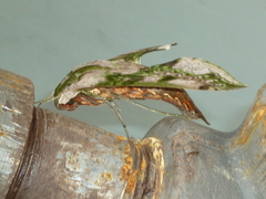 Xylophanes fusimacula