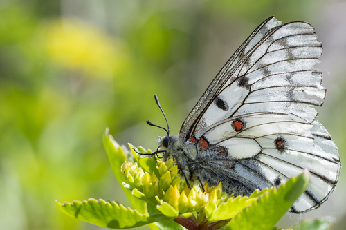 Parnassius bremeri