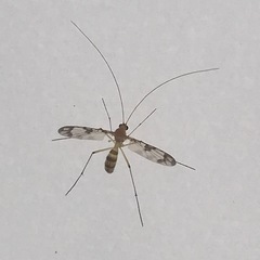 Macrocera