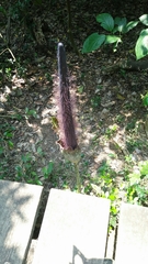 Amorphophallus hirtus