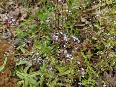Valerianella ozarkana