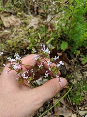 Valerianella ozarkana