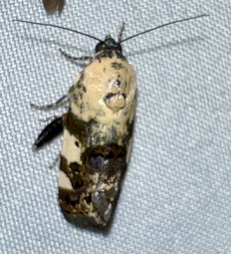 Exposed Bird Dropping Moth photo 4