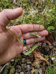 Valerianella ozarkana