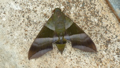Oryba achemenides