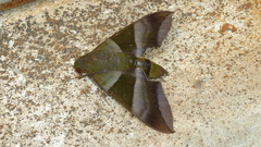 Oryba achemenides
