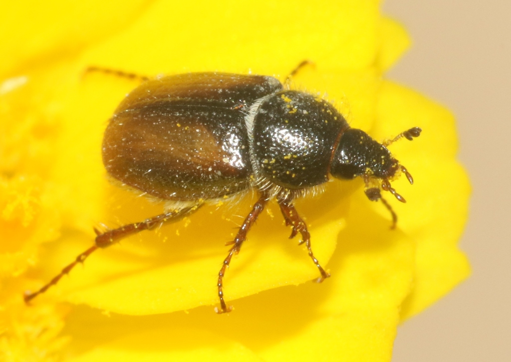 Chnaunanthus chapini