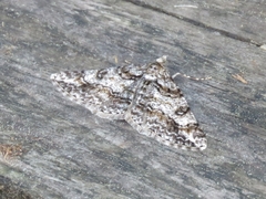 Cleora cinctaria