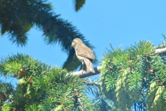 Haemorhous purpureus californicus