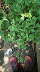 Achyranthes bidentata