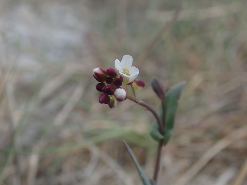 Image of Eutrema salsugineum by (c) F Quiec, some rights reserved (CC BY-SA)